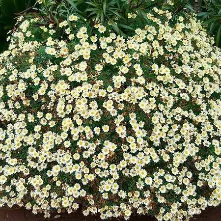 Resort Les De Pertamina *