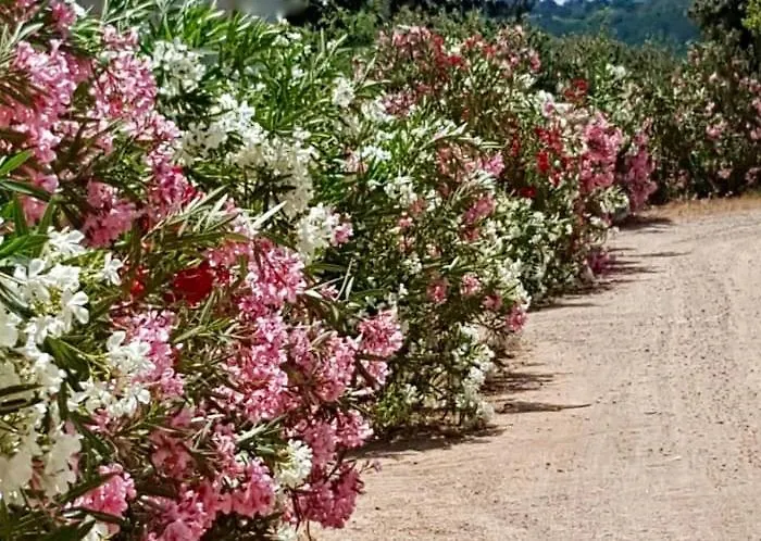 Rezort Les De Pertamina