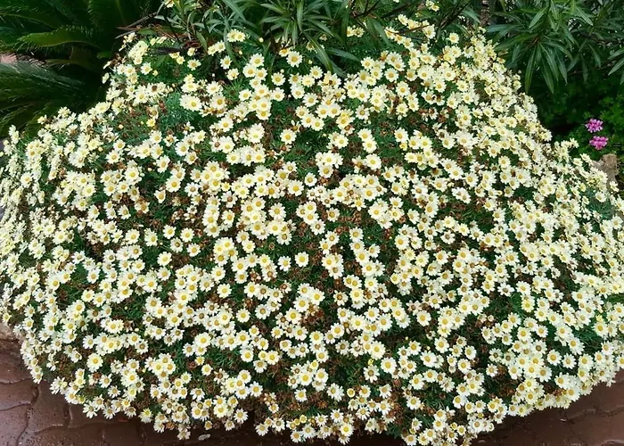 Resort Les De Pertamina *